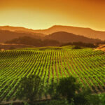 Confidential Practice represented by OjO Recruitment Agency