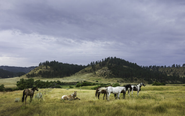 Horses in the mountains