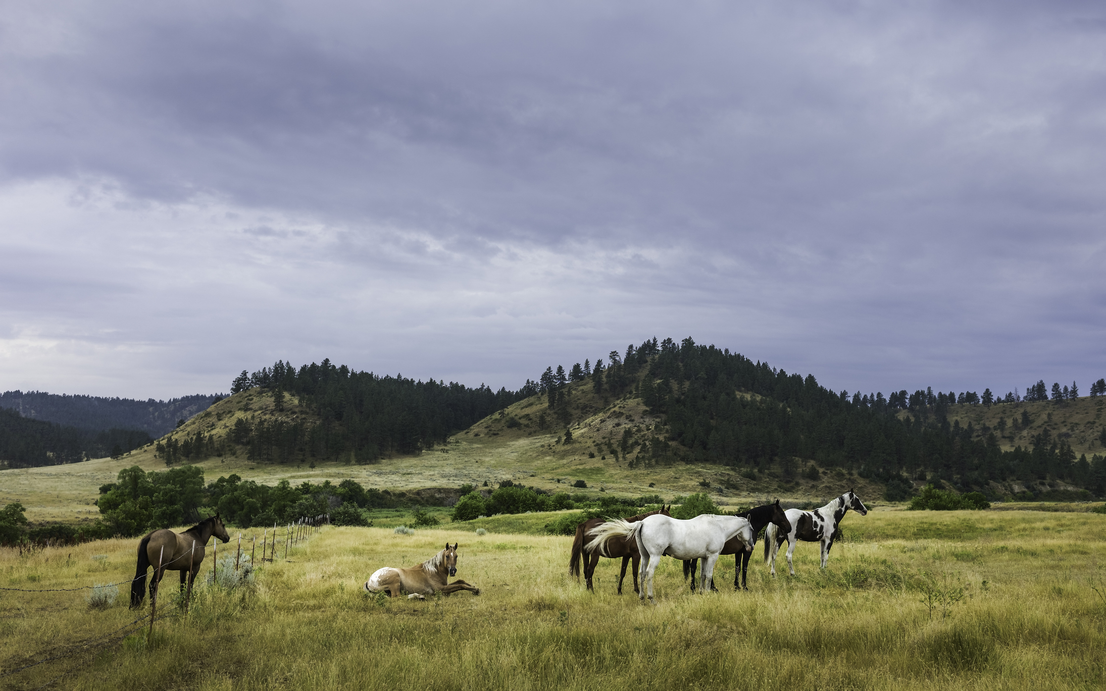 Horses in the mountains